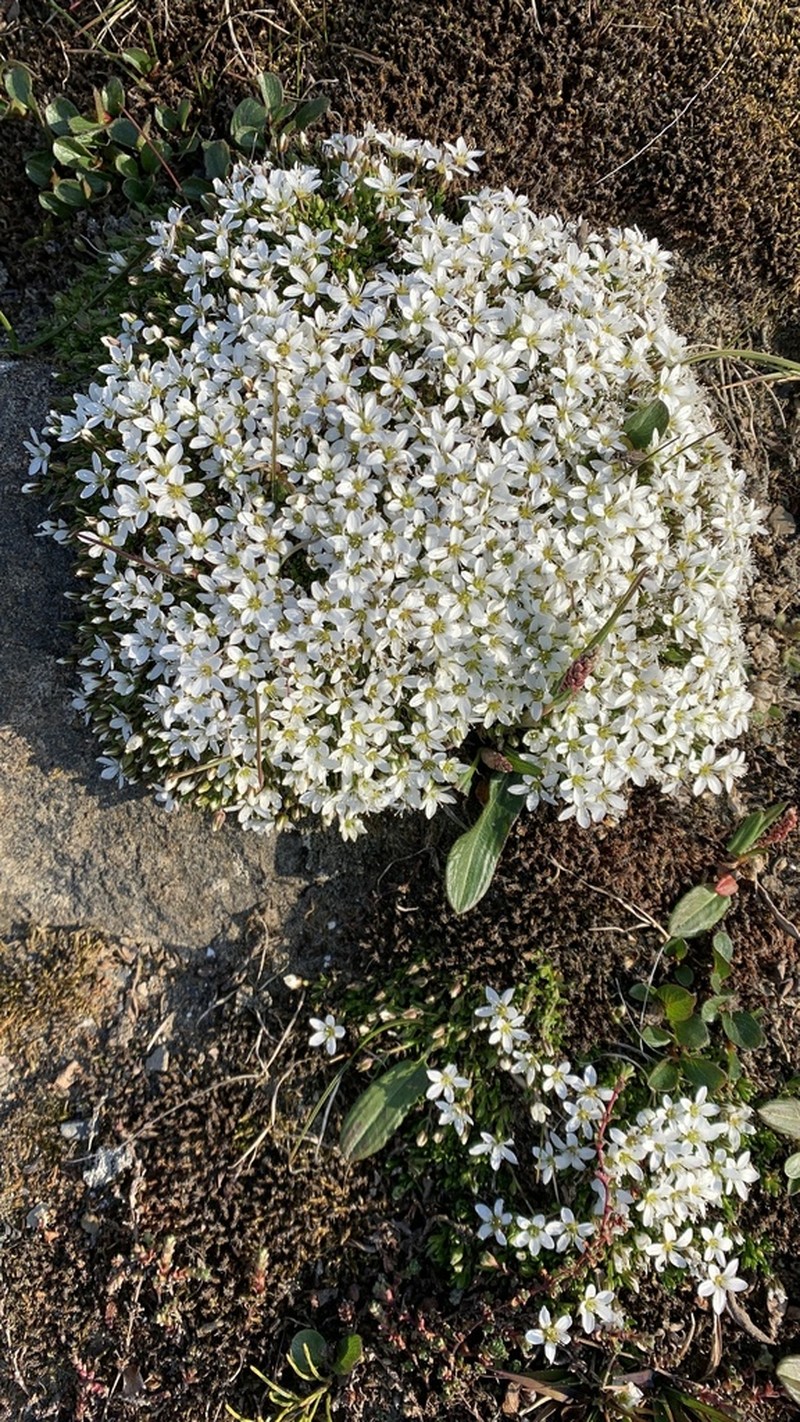 Tundra Sandwort photo 8