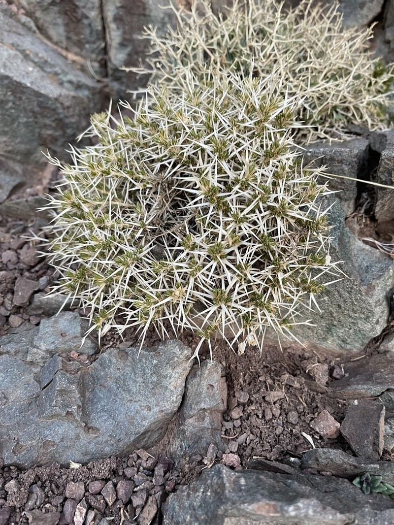 Arenaria pungens