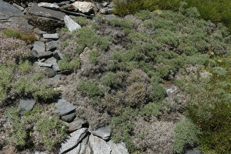 Arenaria pungens photo 2