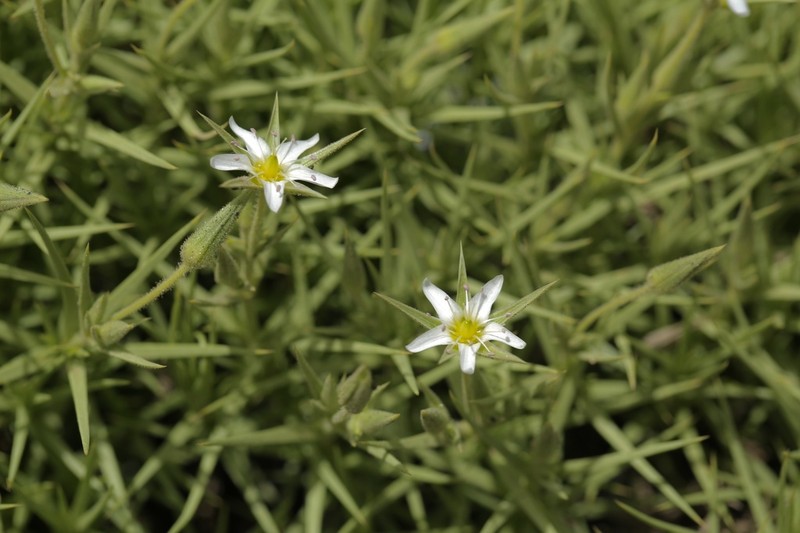 Arenaria pungens photo 3