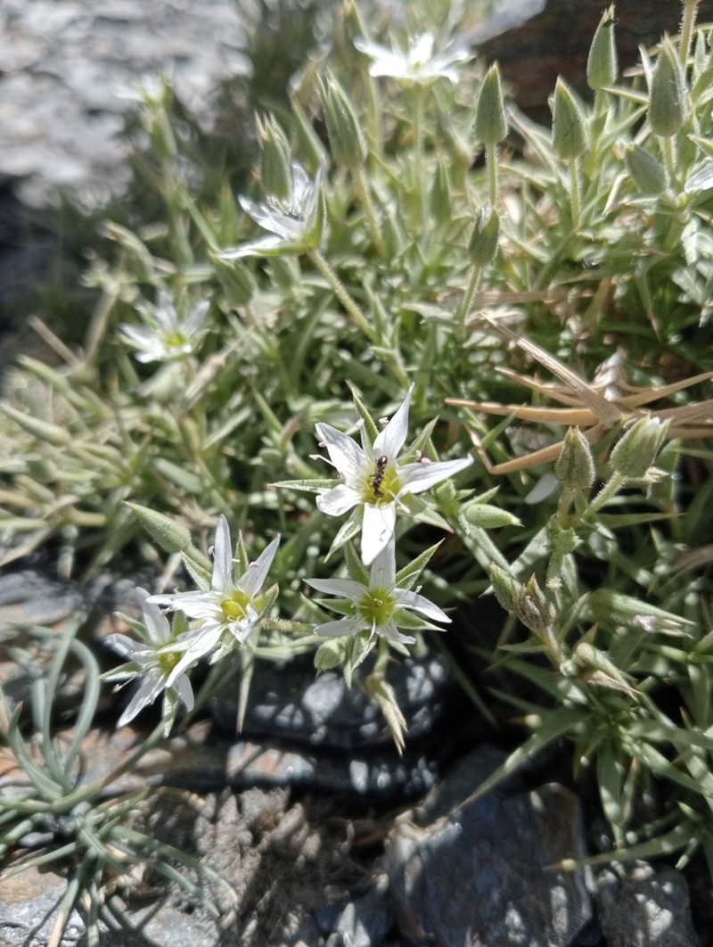 Arenaria pungens photo 4