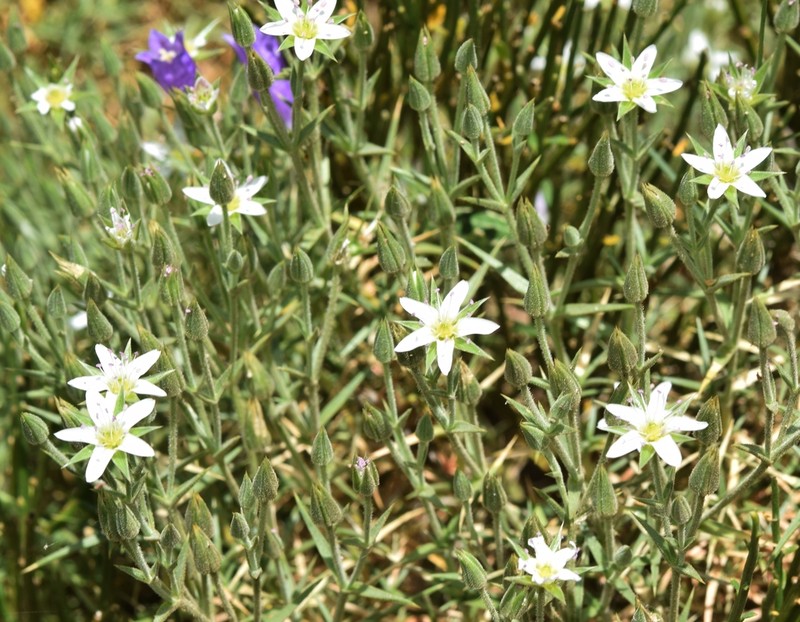 Arenaria pungens photo 5