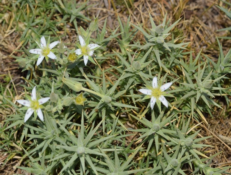 Arenaria pungens photo 6