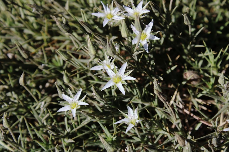 Arenaria pungens photo 7