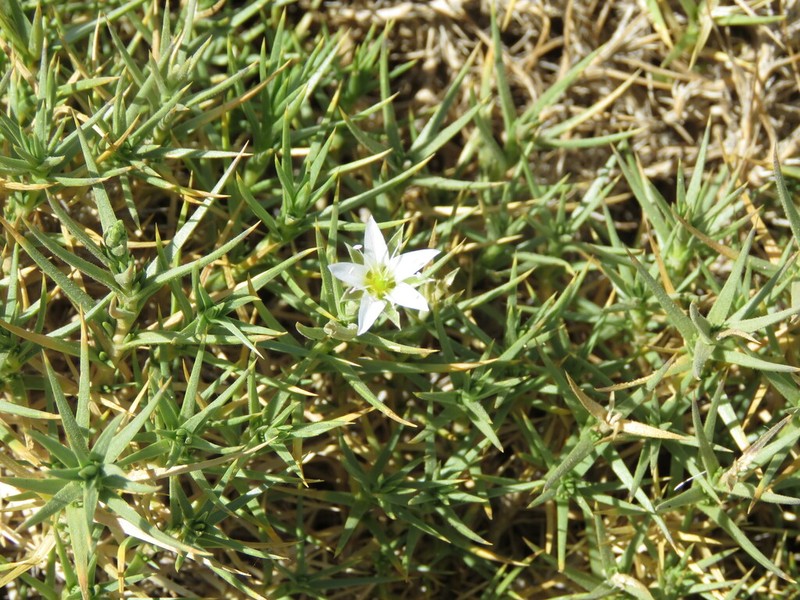 Arenaria pungens photo 8