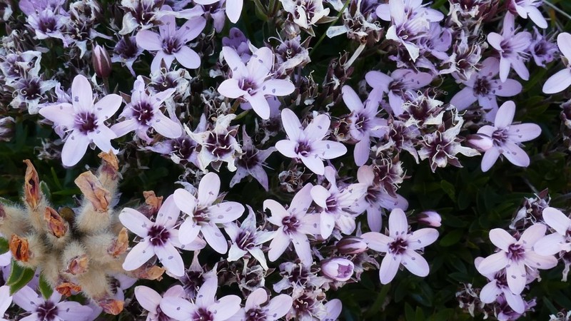 Arenaria purpurascens