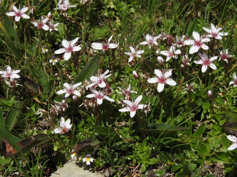 Arenaria purpurascens photo 2