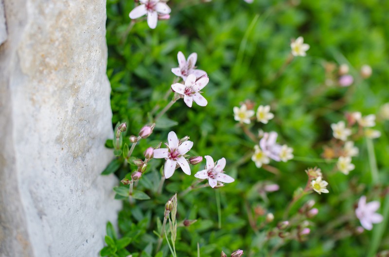 Arenaria purpurascens photo 3