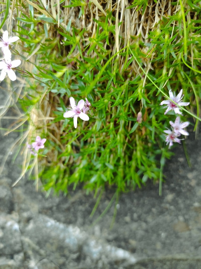 Arenaria purpurascens photo 4