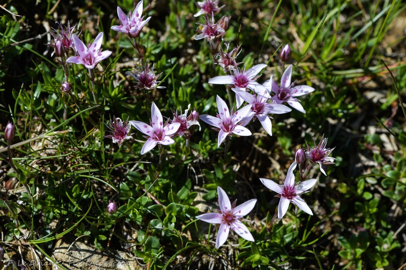 Arenaria purpurascens photo 5