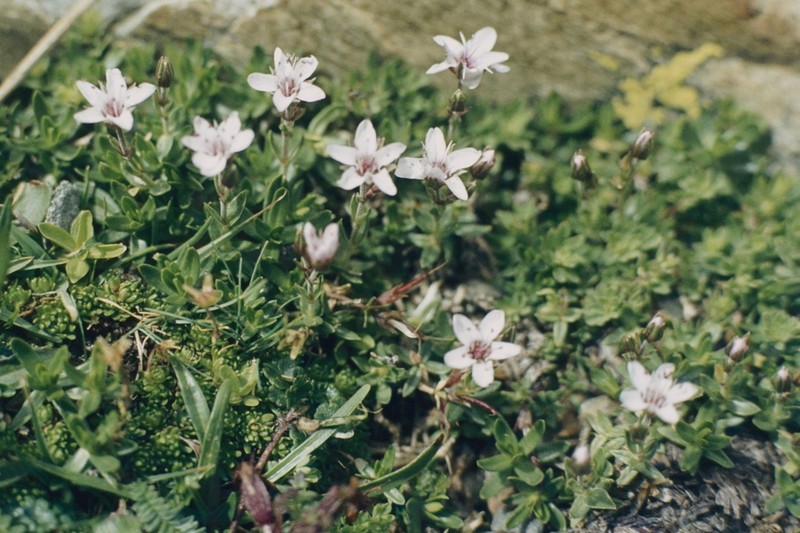 Arenaria purpurascens photo 6