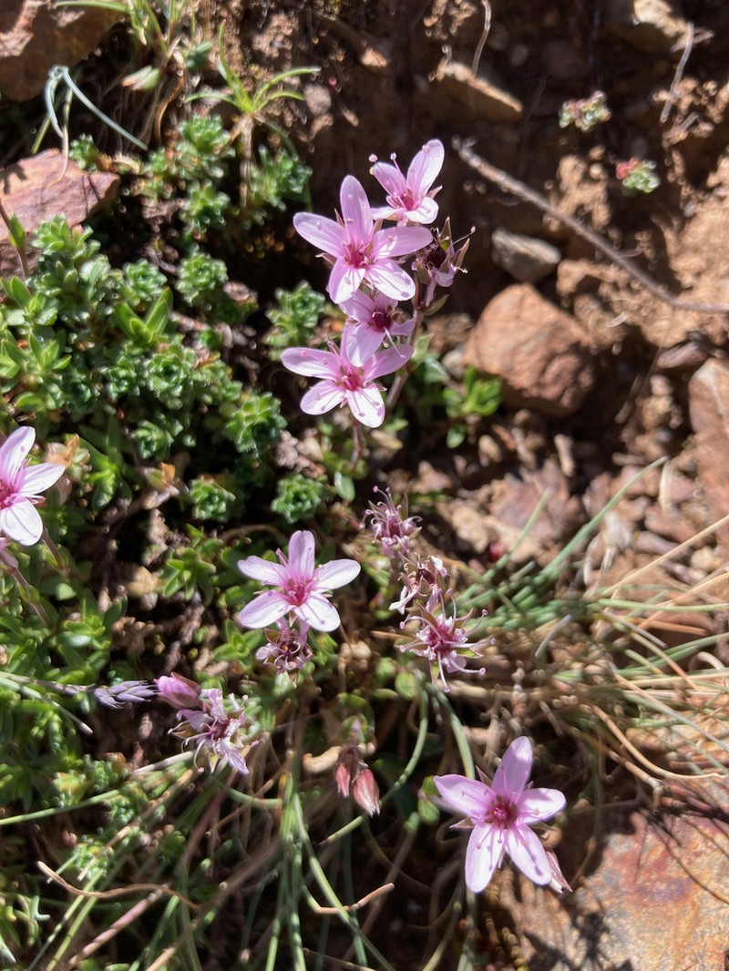 Arenaria purpurascens photo 7