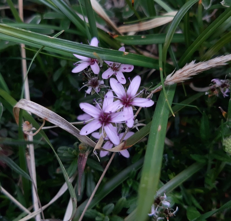 Arenaria purpurascens photo 8