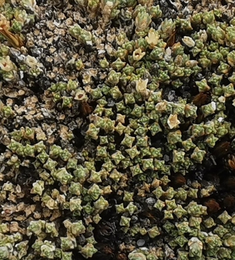Arenaria pycnophylla