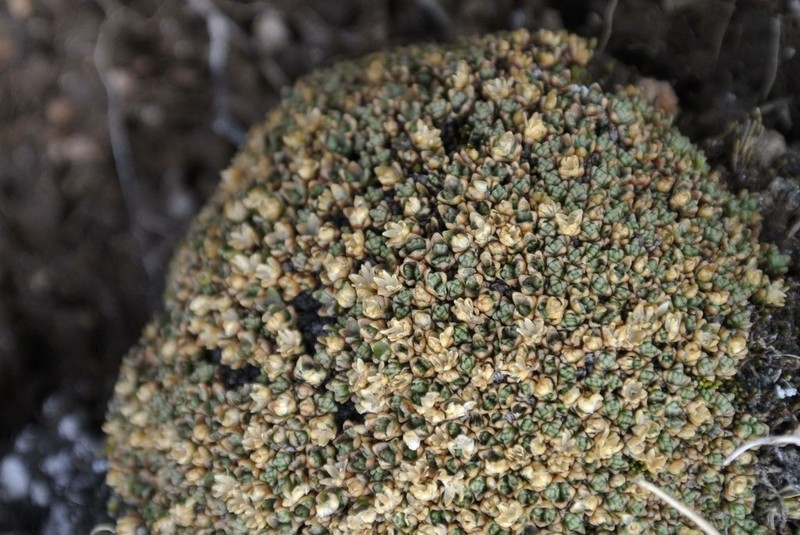 Arenaria pycnophylla photo 2