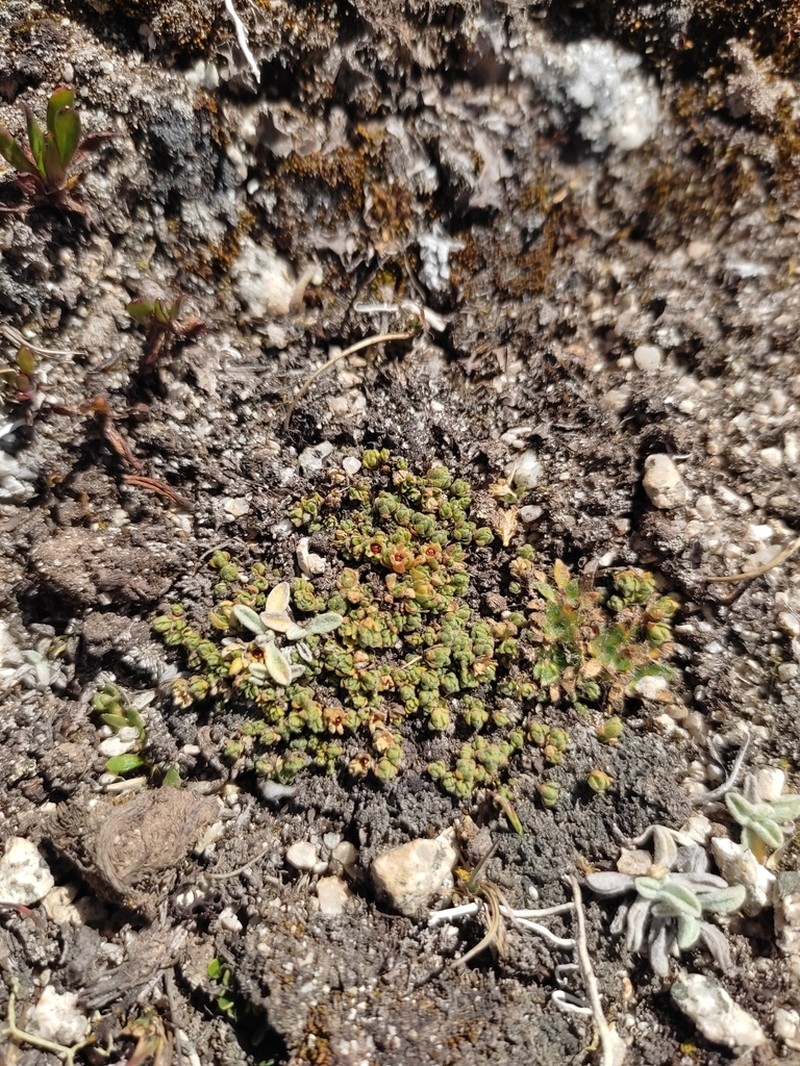Arenaria pycnophylla photo 3