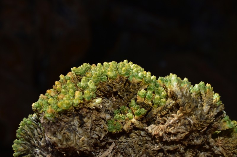 Arenaria pycnophylla photo 6