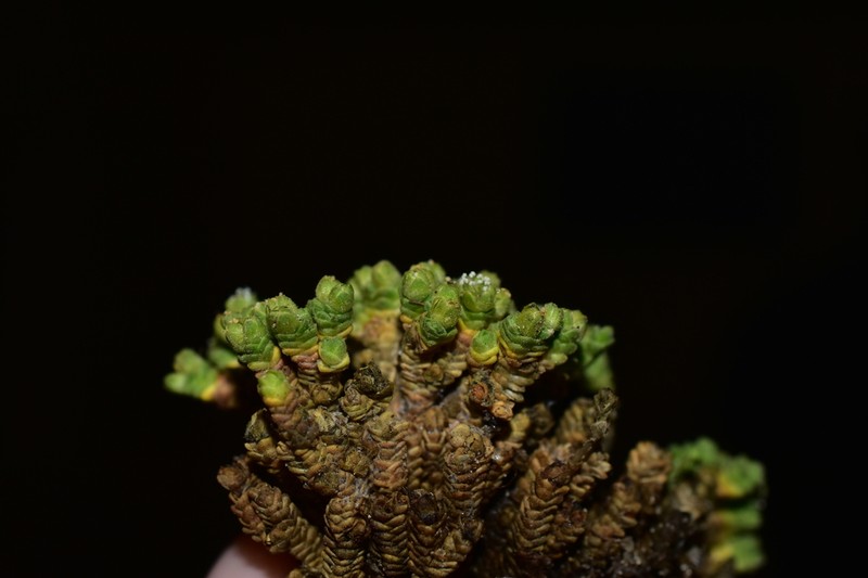 Arenaria pycnophylla photo 8