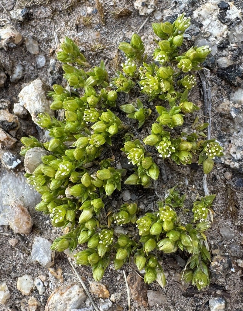 Arenaria pycnophylloides