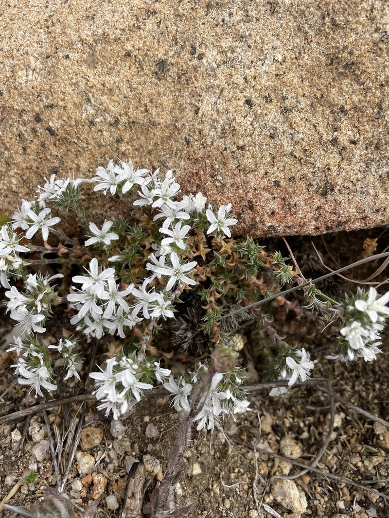 Arenaria querioides
