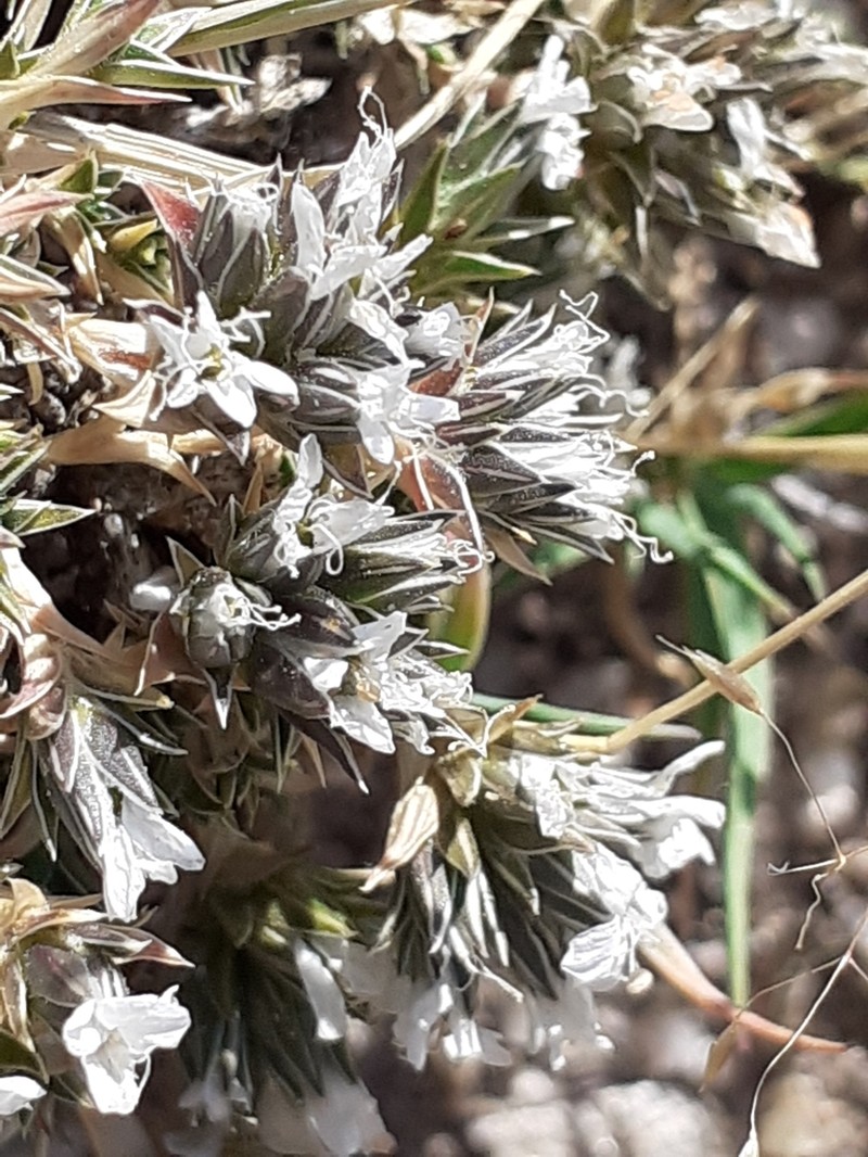 Arenaria querioides photo 2