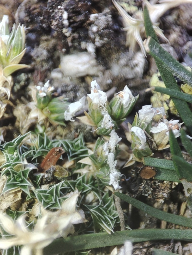 Arenaria querioides photo 3