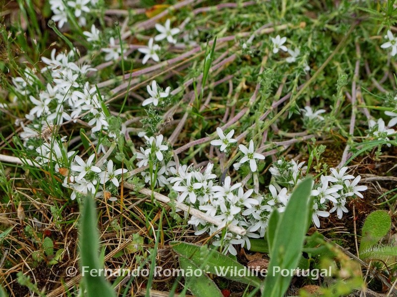 Arenaria querioides photo 4
