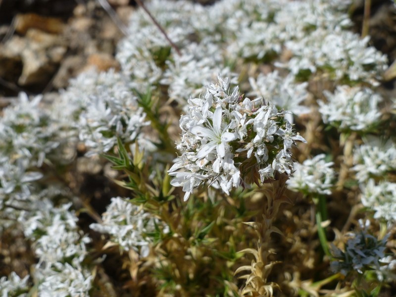 Arenaria querioides photo 5