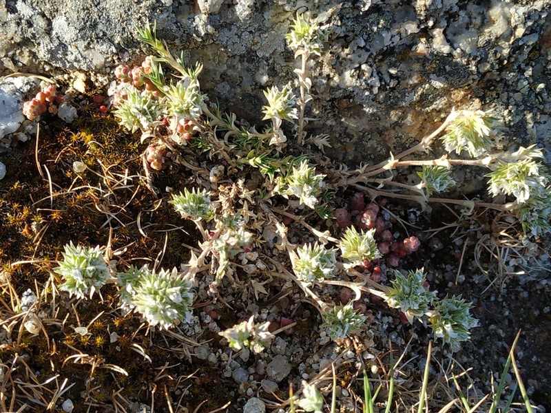 Arenaria querioides photo 6