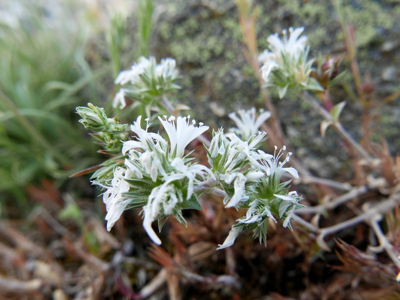 Arenaria querioides photo 7