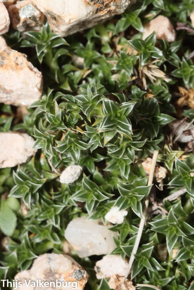 Arenaria querioides photo 8