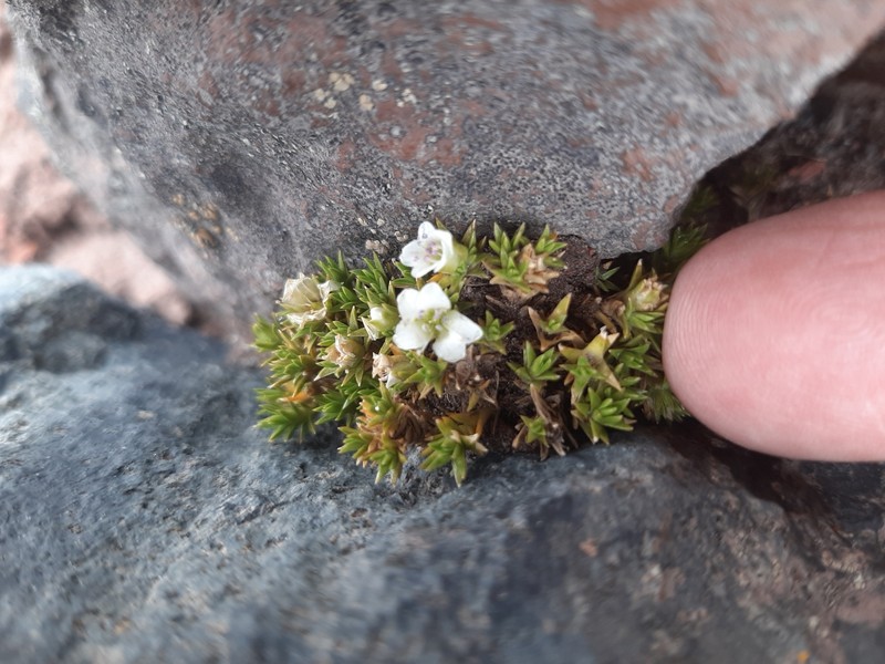 Arenaria radians