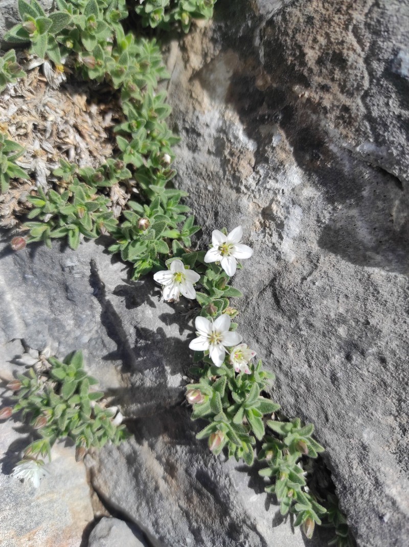 Arenaria ramosa photo 2
