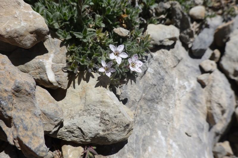 Arenaria ramosa photo 3
