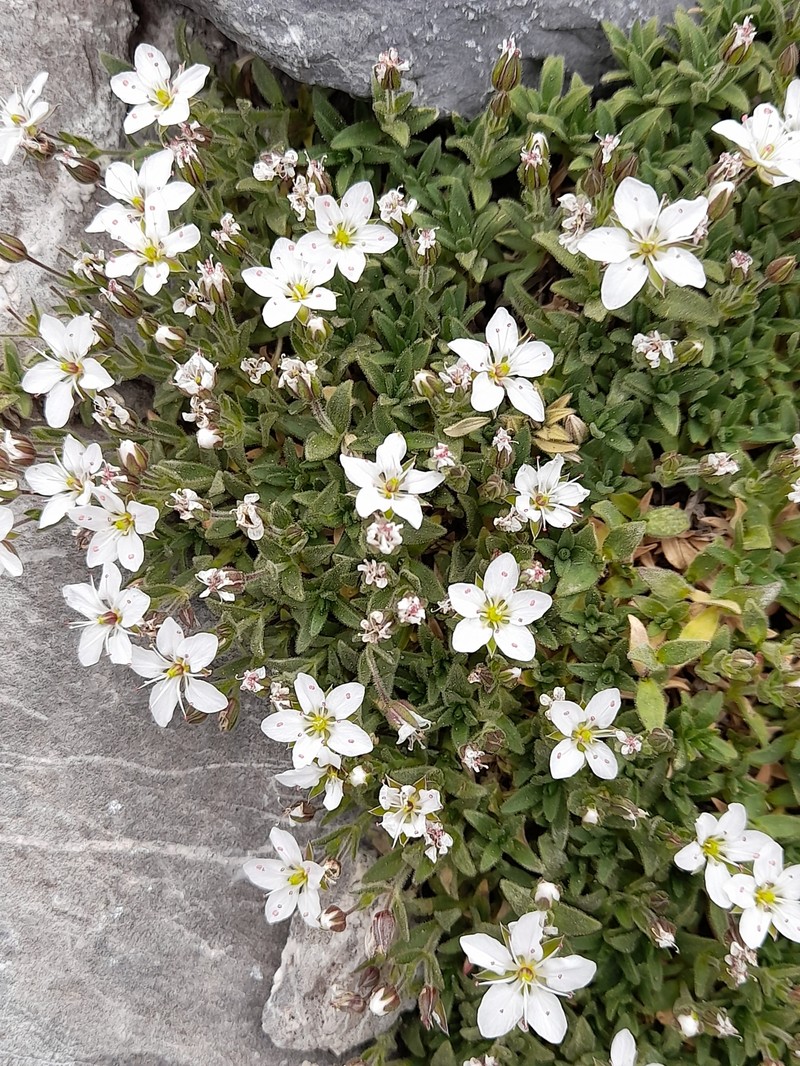 Arenaria ramosa photo 4
