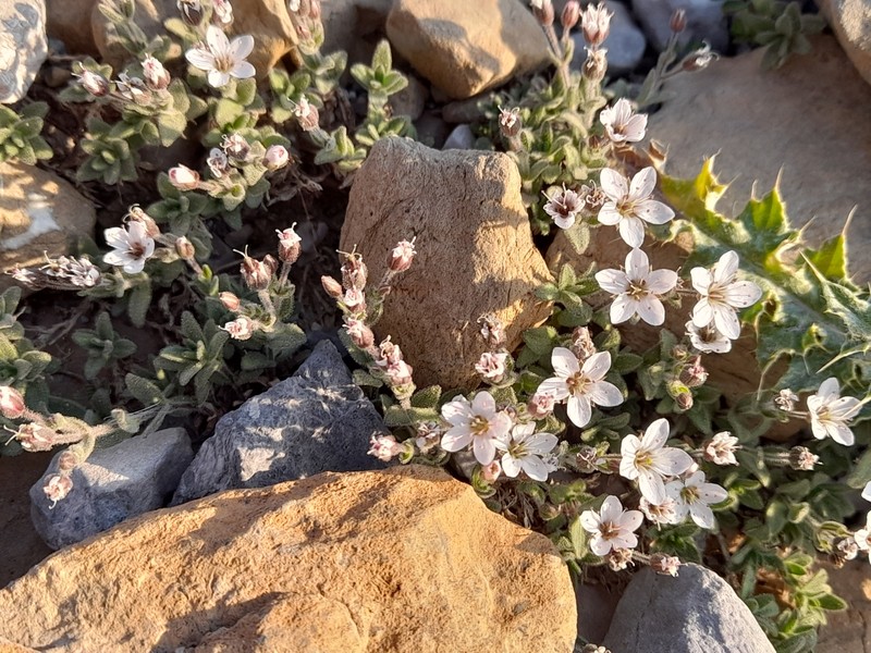 Arenaria ramosa photo 5