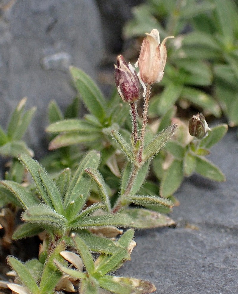 Arenaria ramosa photo 6