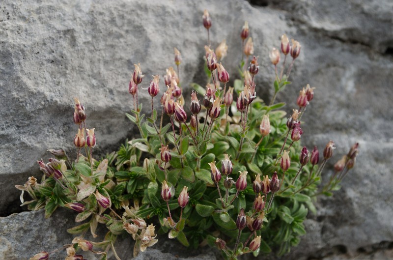 Arenaria ramosa photo 7