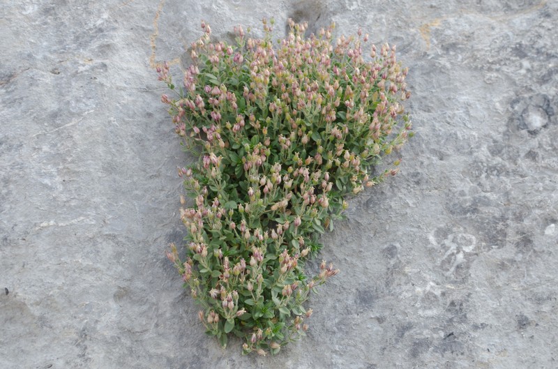 Arenaria ramosa photo 8