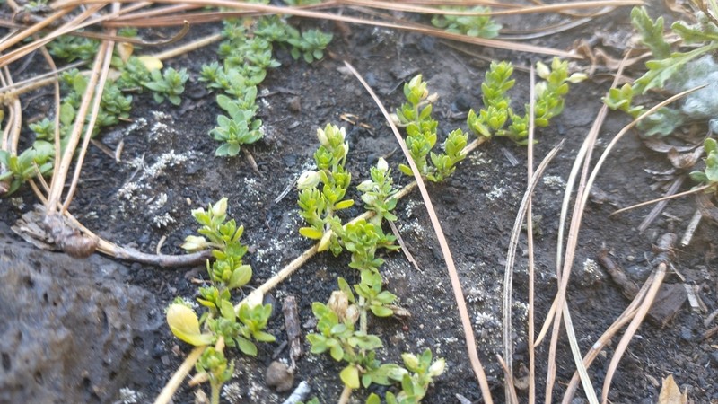 Arenaria reptans