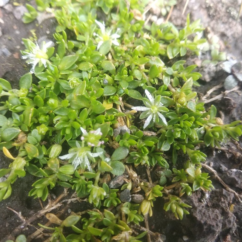 Arenaria reptans photo 2