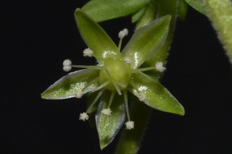 Arenaria reptans photo 3