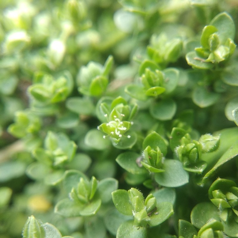 Arenaria reptans photo 4