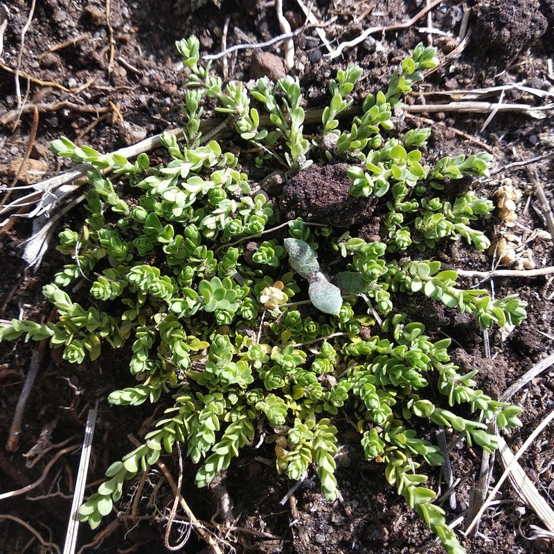 Arenaria reptans photo 5