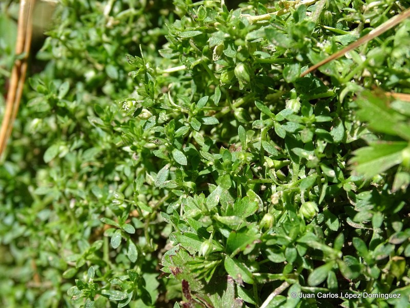 Arenaria reptans photo 6