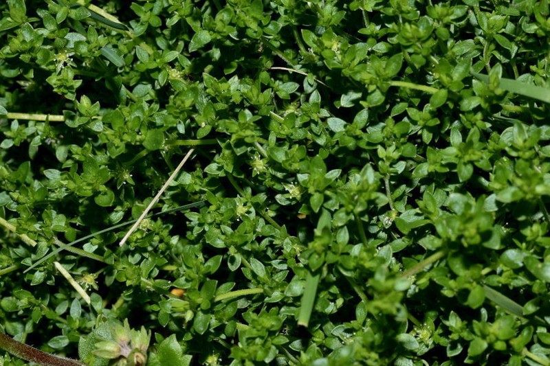 Arenaria reptans photo 7