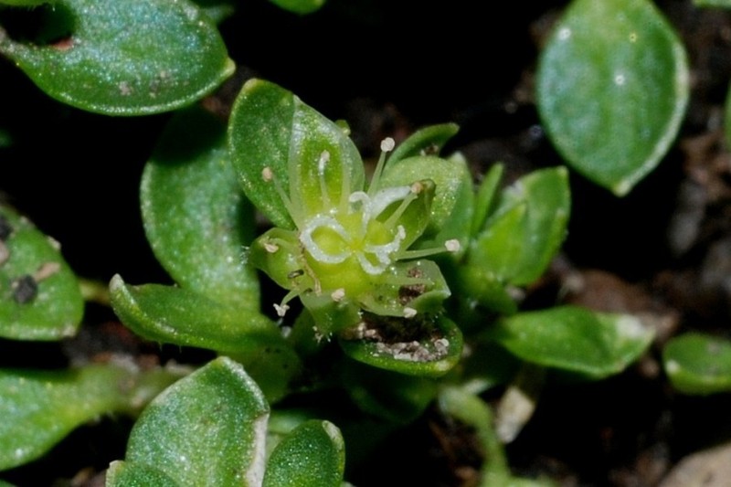 Arenaria reptans photo 8