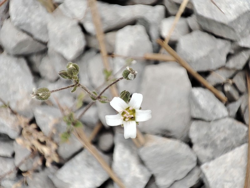 Arenaria retusa