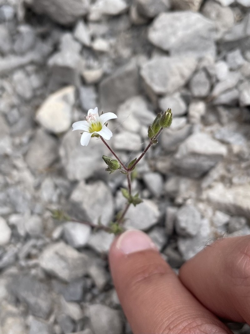 Arenaria retusa photo 2