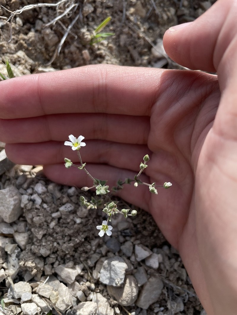 Arenaria retusa photo 3